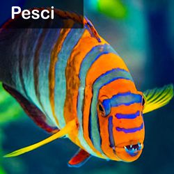 pesci